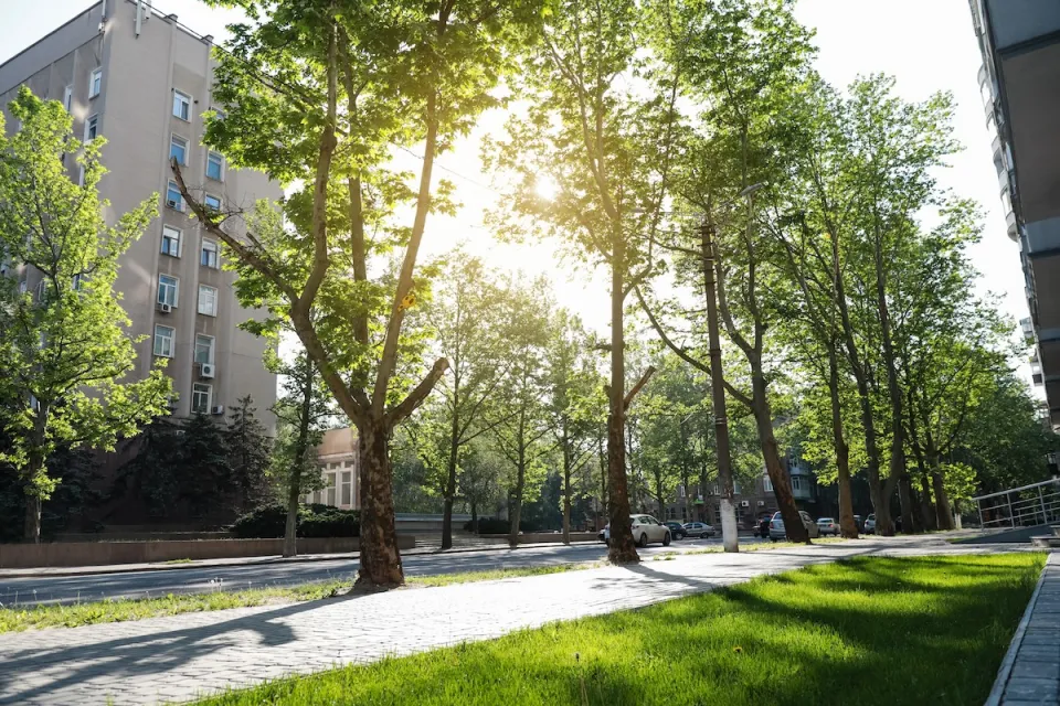 Tall mature green trees lining a concrete walkway next to a street with multistory apartment buildings on other side and sun filtering through the leaves.